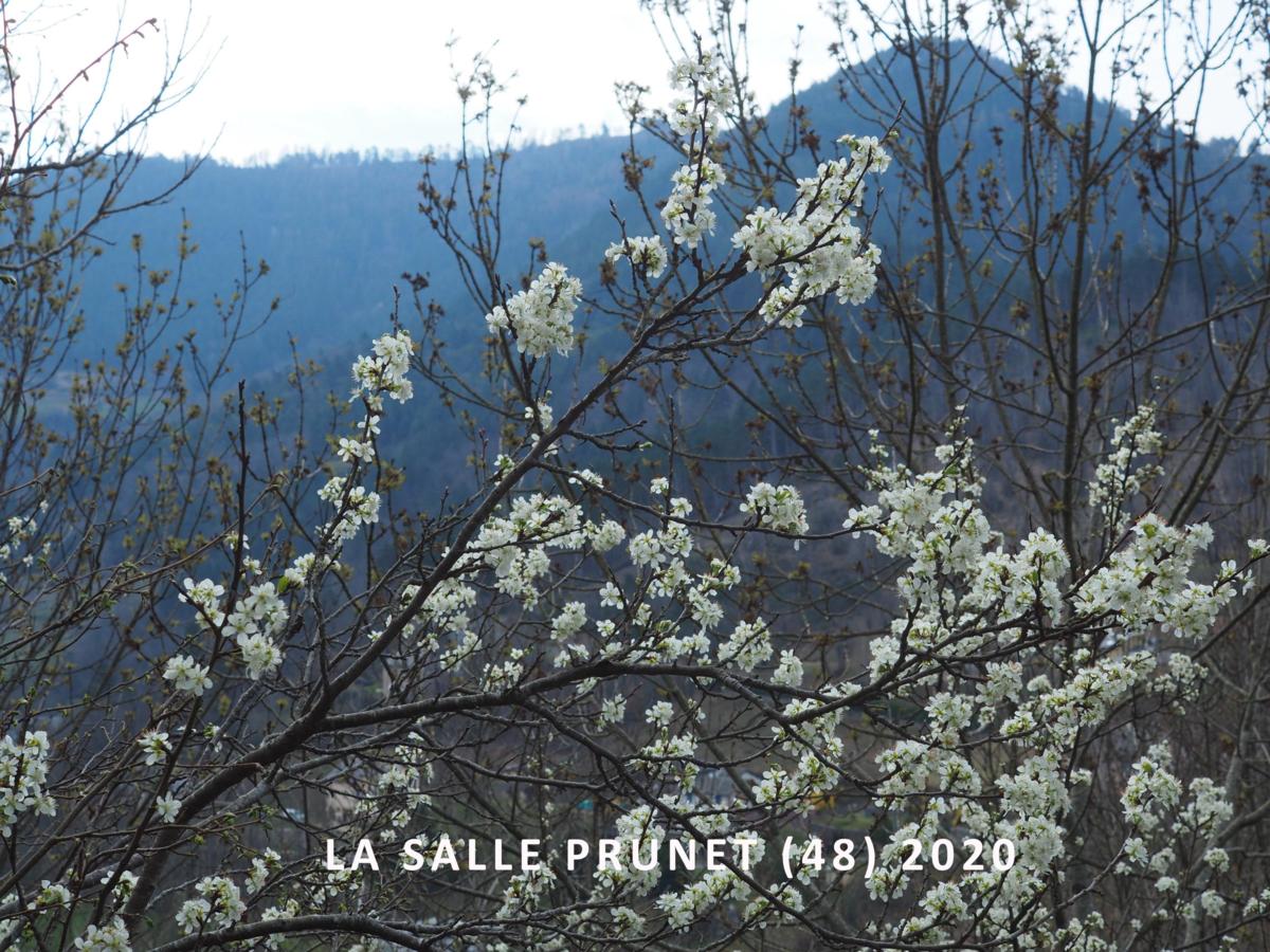 Damson plant